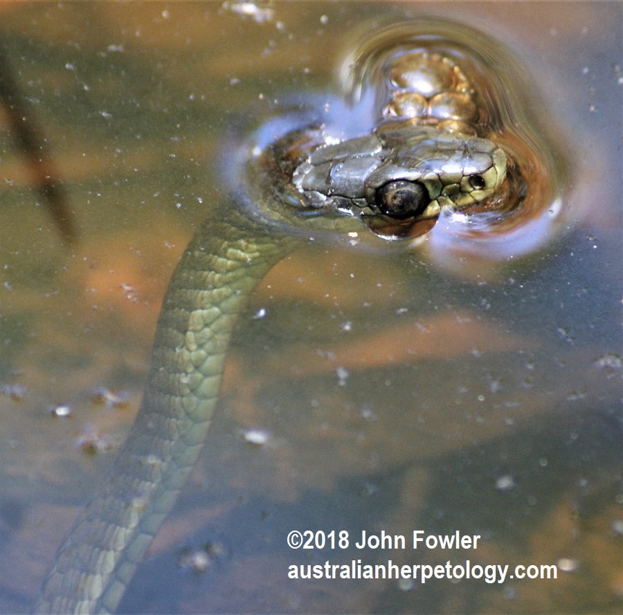 Green Tree Snake Dendrelaphis punctulatus